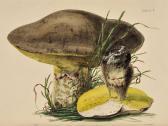 HUSSEY THOMAS JOHN British Mycology HUSSEY THOMAS JOHN British Mycology