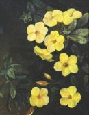 i gusti ngurah udiantara Alamanda Kuning i gusti ngurah udiantara Alamanda Kuning