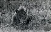 ICHAC Pierre Empreinte De La Patte D'un Lion ICHAC Pierre Empreinte De La Patte D'un Lion