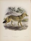 JACKSON George Dogs, Jackals, Wolves, And Foxes: A Monograph Of The Canidae JACKSON George Dogs, Jackals, Wolves, And Foxes: A Monograph Of The Canidae