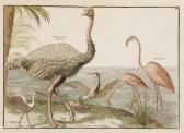 jonston jan Histoire Naturelle Et Raisonnée Des Différens Oiseaux Qui Habitent Le Globe jonston jan Histoire Naturelle Et Raisonnée Des Différens Oiseaux Qui Habitent Le Globe
