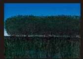 KAGAMI Isao Countryside KAGAMI Isao Countryside