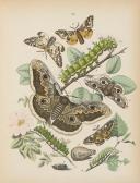 KIRBY W F European Butterflies And Moths KIRBY W F European Butterflies And Moths