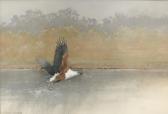 KIRCHNER Linchen An Eagle Catching A Fish KIRCHNER Linchen An Eagle Catching A Fish