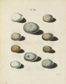 KLEIN JACOB THEODOR Ova Avium Plurimarum Ad Naturalem Magnitudinem Delineata Et Genuinis Coloribus Picta KLEIN JACOB THEODOR Ova Avium Plurimarum Ad Naturalem Magnitudinem Delineata Et Genuinis Coloribus Picta