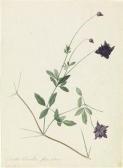 KNAPP Joseph Clematis KNAPP Joseph Clematis