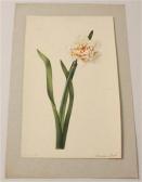 KNAPP Joseph Daffodil KNAPP Joseph Daffodil