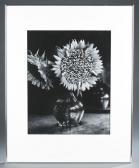 KON Michiko Sunflower And Sardines KON Michiko Sunflower And Sardines