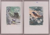 KOSTER David Bird Studies KOSTER David Bird Studies
