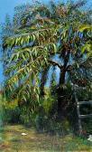 ktistopoulou maria Cherry Tree ktistopoulou maria Cherry Tree