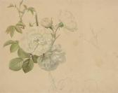 LABBE Emile Charles Study Of A White Rose LABBE Emile Charles Study Of A White Rose