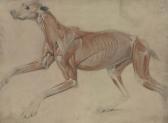 LANDSEER Charles A Full Size Écorché Study Of A Hound LANDSEER Charles A Full Size Écorché Study Of A Hound