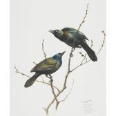 LANSDOWNE James Fenwick Common Grackle (quiscalus Quiscula) LANSDOWNE James Fenwick Common Grackle (quiscalus Quiscula)