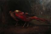 LAW Andrew Golden Pheasants LAW Andrew Golden Pheasants