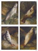 LEE Frederick Richard Four Studies Of English Freshwater Fish: Chub, Tench, Perch And Carp LEE Frederick Richard Four Studies Of English Freshwater Fish: Chub, Tench, Perch And Carp