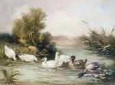 LEMAIRE Louis Marie Ducks In A Pond LEMAIRE Louis Marie Ducks In A Pond