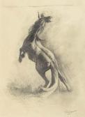 LENNON Paddy Wild Stallion LENNON Paddy Wild Stallion
