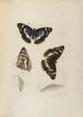 LEWIN William The Insects Of Great Britain LEWIN William The Insects Of Great Britain