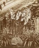 LLEWELLYN John Dillwyn Orchids Penllergare LLEWELLYN John Dillwyn Orchids Penllergare
