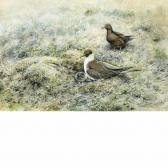 LODGE George Edward Arctic Skua LODGE George Edward Arctic Skua