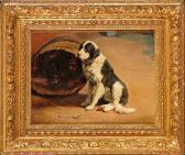LOOMIS Chester Chien Saint-bernard LOOMIS Chester Chien Saint-bernard