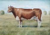 LOVATT A. Ayrshire Cow LOVATT A. Ayrshire Cow