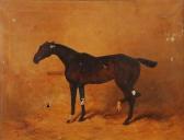 LUCAS-LUCAS Henry Frederick Pilot By Dragoon LUCAS-LUCAS Henry Frederick Pilot By Dragoon
