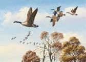 MAASS David A. Canada Geese In Flight MAASS David A. Canada Geese In Flight