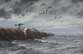 MAASS David A. Canvasbacks MAASS David A. Canvasbacks