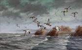 MAASS David A. Canvasbacks Coming In MAASS David A. Canvasbacks Coming In
