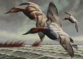 MAASS David A. Canvasbacks MAASS David A. Canvasbacks