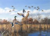 MAASS David A. Mallards Taking Flight MAASS David A. Mallards Taking Flight