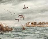 MAASS David A. Winged Bullets Canvasbacks MAASS David A. Winged Bullets Canvasbacks