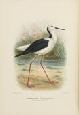 macalister matthews gregory The Birds Of Australia macalister matthews gregory The Birds Of Australia