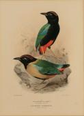 macalister matthews gregory The Birds Of Australia: macalister matthews gregory The Birds Of Australia: