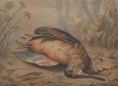 MACHEN William H. Duck MACHEN William H. Duck