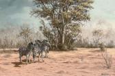 MACINTOSH Robert Zebras In The Bush MACINTOSH Robert Zebras In The Bush