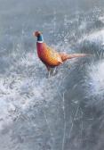 MACPHAIL Rodger Cock Pheasant In A Frosted Landscape MACPHAIL Rodger Cock Pheasant In A Frosted Landscape