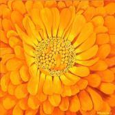 MADSEN Leif Orange Flower MADSEN Leif Orange Flower