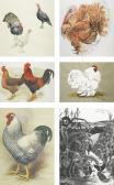MALTBY Sally Turkey MALTBY Sally Turkey