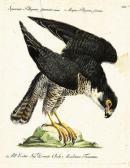 MANETTI Xaverio Sparviere Pellegrino Femmina MANETTI Xaverio Sparviere Pellegrino Femmina