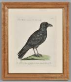 MANETTI Xavier Five Engraved Ornithological Prints MANETTI Xavier Five Engraved Ornithological Prints