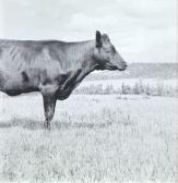 MANING Per Oslo Cow-1 MANING Per Oslo Cow-1