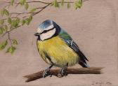 MANN STEPHEN Blue Tit, Great Tit, Coal Tit MANN STEPHEN Blue Tit, Great Tit, Coal Tit