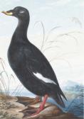 MANNLICH von Christian Un Canard De Profil À Gauche Dans Un Paysage Montagneux Près D'une Rivière MANNLICH von Christian Un Canard De Profil À Gauche Dans Un Paysage Montagneux Près D'une Rivière
