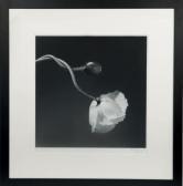 MAPPLETHORPE Robert Fleur De Pavot MAPPLETHORPE Robert Fleur De Pavot