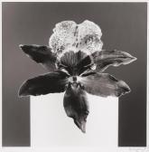 MAPPLETHORPE Robert Orchid MAPPLETHORPE Robert Orchid
