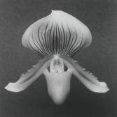 MAPPLETHORPE Robert Orchid MAPPLETHORPE Robert Orchid