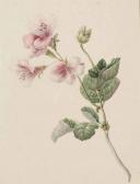 Maria Geertruida BARBIERS A Spray Of Pink Flowers (pelargonium) Maria Geertruida BARBIERS A Spray Of Pink Flowers (pelargonium)