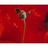 MARINO Carol Red Poppy MARINO Carol Red Poppy